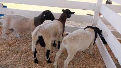 Secretaria de Agricultura no Virmond tem Stand na 4ª Expovir para expor cabritos